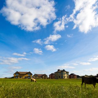 Grazing cows against; Cows graze on a meadow in the sunny day